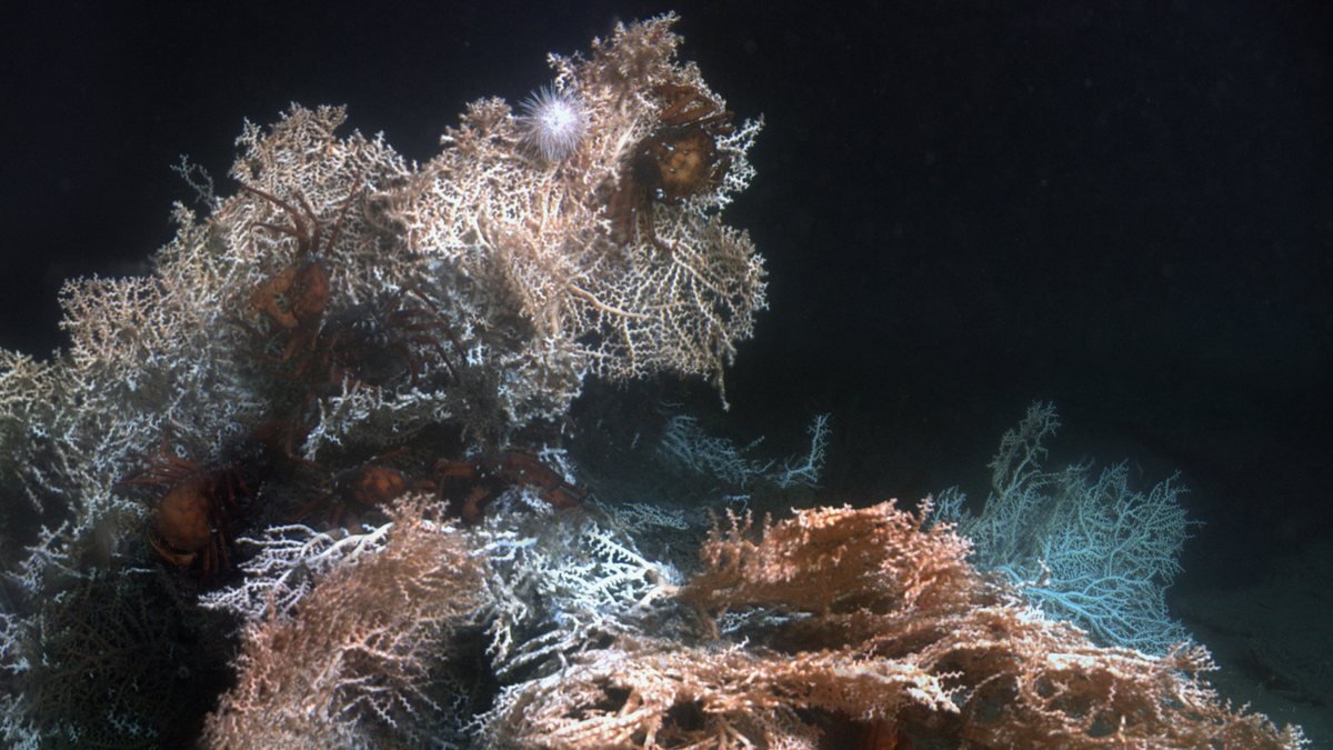 Глубоководные кораллы. Северные кораллы. Самые глубоководные кораллы. Глубоководные Северные водоросли. Самыми глубоководными водорослями являются