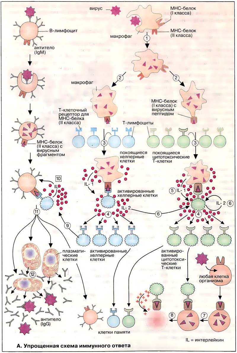Продукты иммунного ответа. Упрощенная схема гуморального иммунного ответа. Общая схема иммунного ответа иммунология. Клеточный иммунный ответ схема гистология. Первичный иммунный ответ иммунология схема.