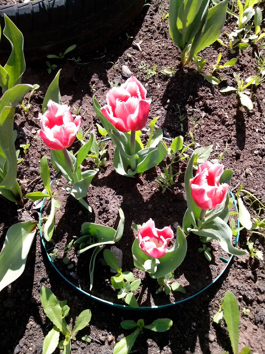 ВСЕ фотографии из личного архива. Мои малыши.