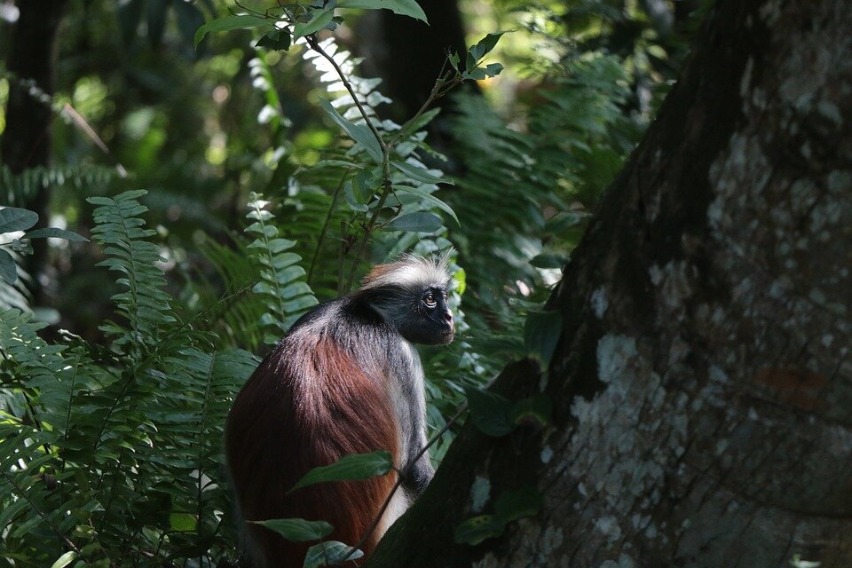 https://cdn.pixabay.com/photo/2018/07/15/18/18/monkey-3540215_960_720.jpg