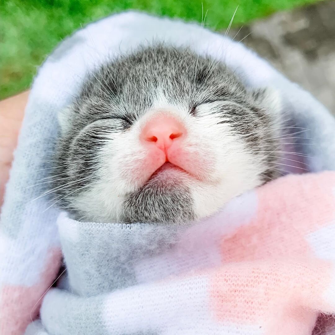 Новорожденный слепой котенок