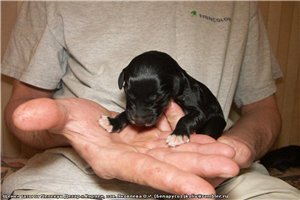 Наш тазы Байрам совсем кроха