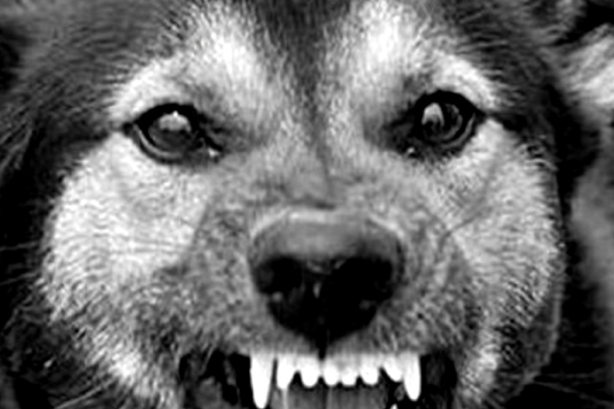 Бродячая собака.