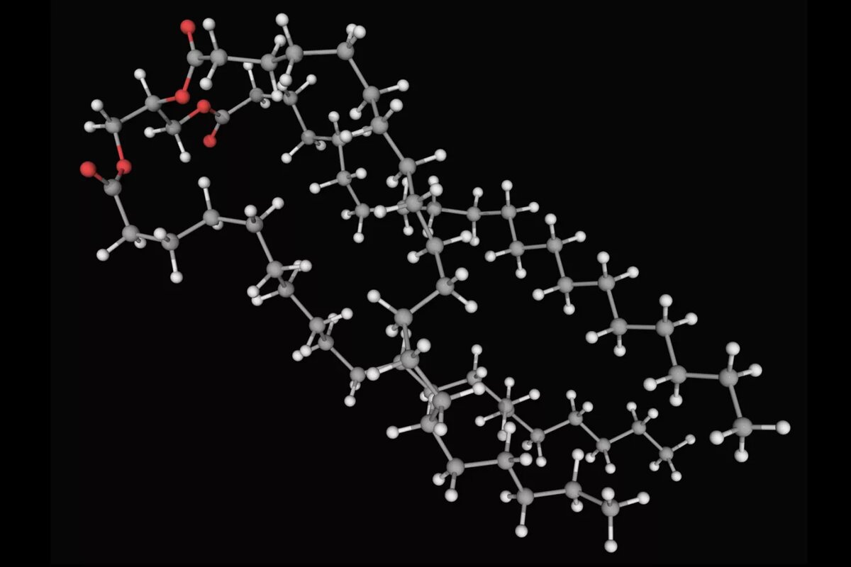  Триглицерид, молекулярная модель. Органическое соединение образуется путем сочетания глицерина с тремя молекулами жирной кислоты. Основная составляющая растительного масла и животных жиров. Атомы представлены в виде сфер и имеют цветовую кодировку: углерод (серый), водород (белый) и кислород (красный). LAGUNA DESIGN / Научная фототека / Getty Images