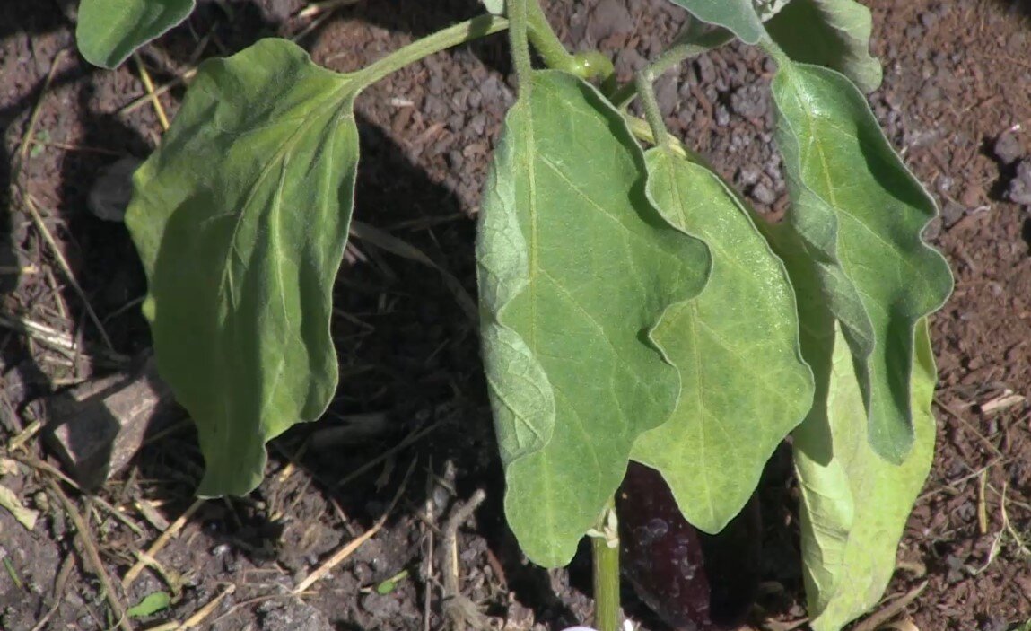 Пятна на листьях баклажанов у рассады с фото причины