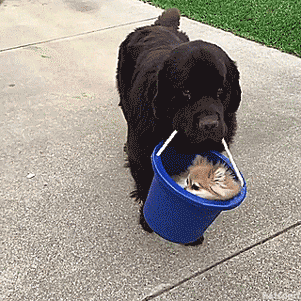 очень милый песик, кто его так научил?