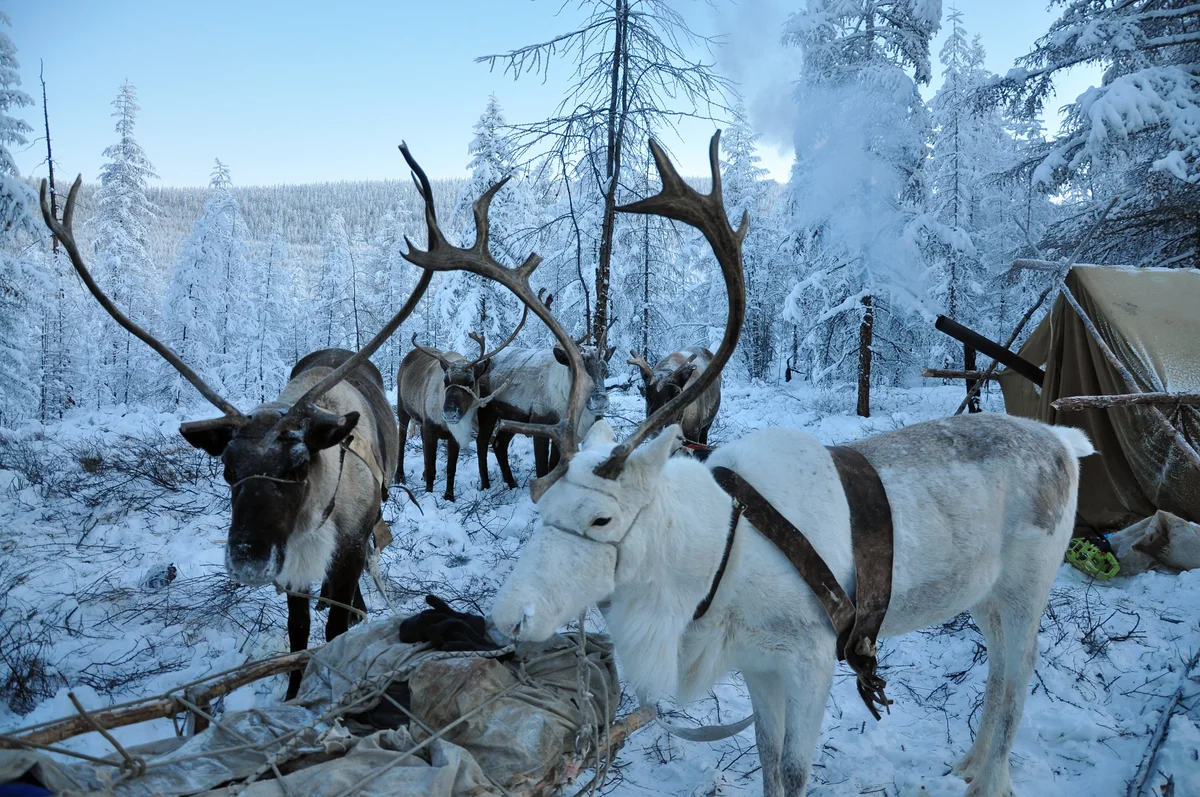 Полюс холода Оймякон олени