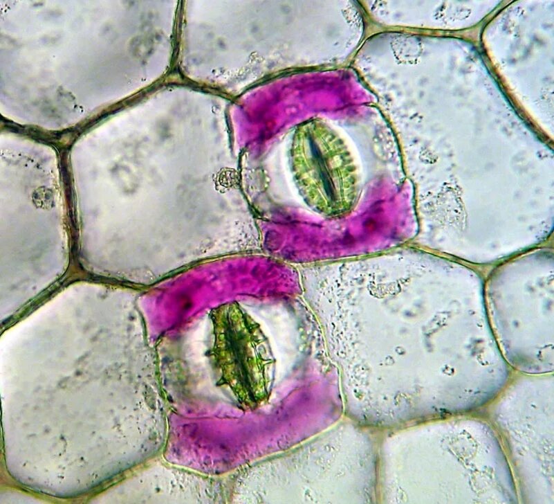 Строение клетки растений под микроскопом