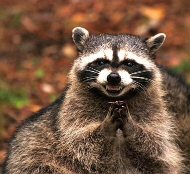 Яндекс картинки