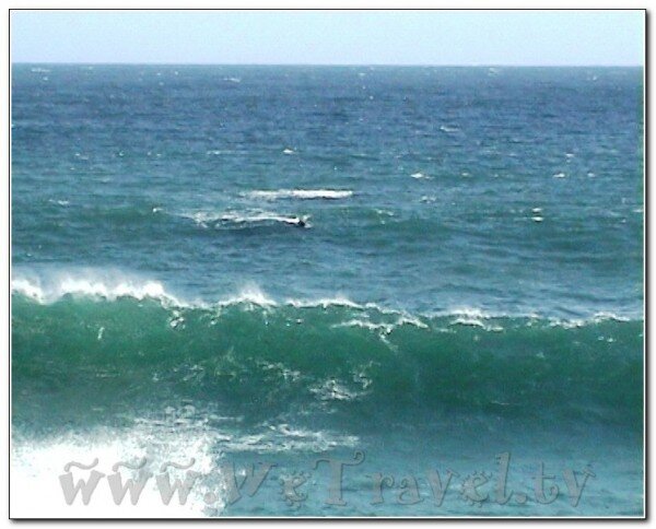 И самое интересное — в городе есть специальная служба в лице одного сотрудника, который трубит в рог, как-только видит кита. И на этот звук сразу же сбегается множество т уристов к берегу, чтобы посмотреть на это удивительное событие.