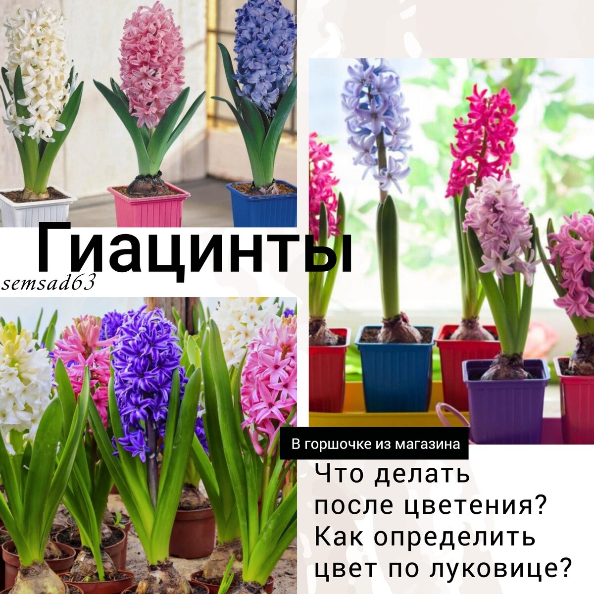 Как выращивать купленный в магазине гиацинт?