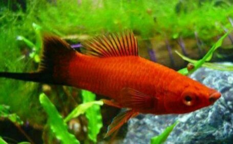 Меченосец фото из интернета