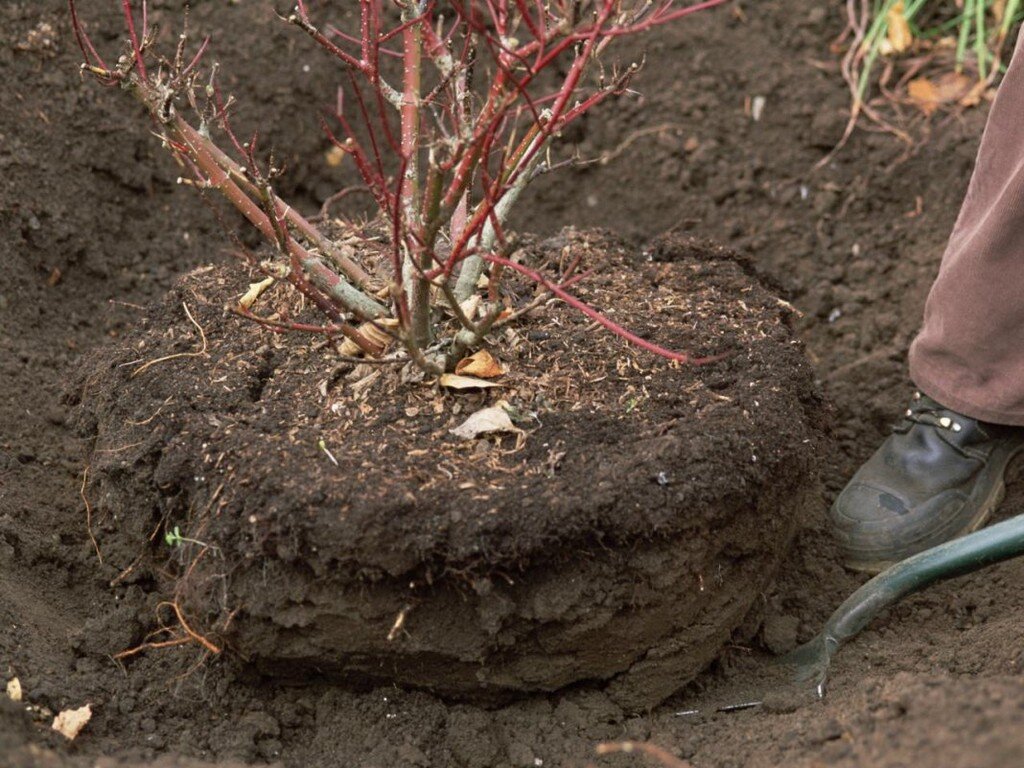 Источник Яндекс. Картинки