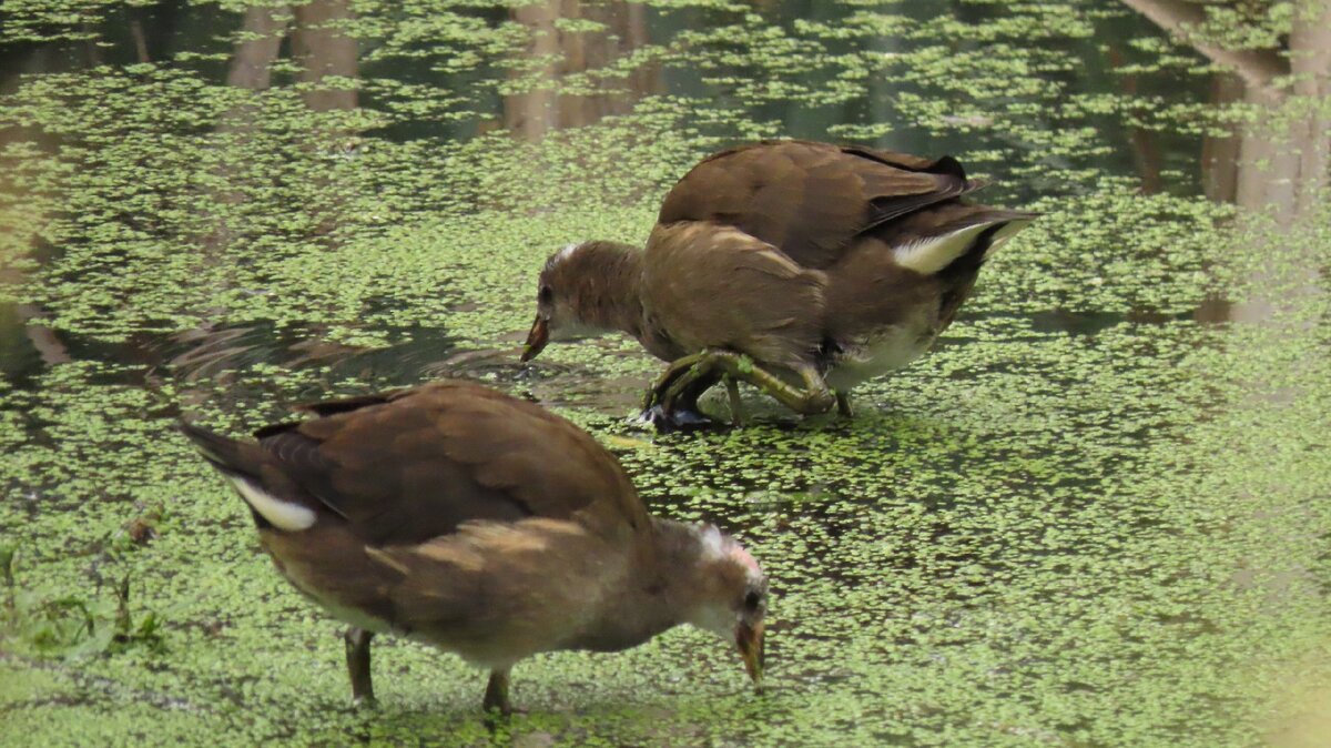 Молодые подросшие камышницы