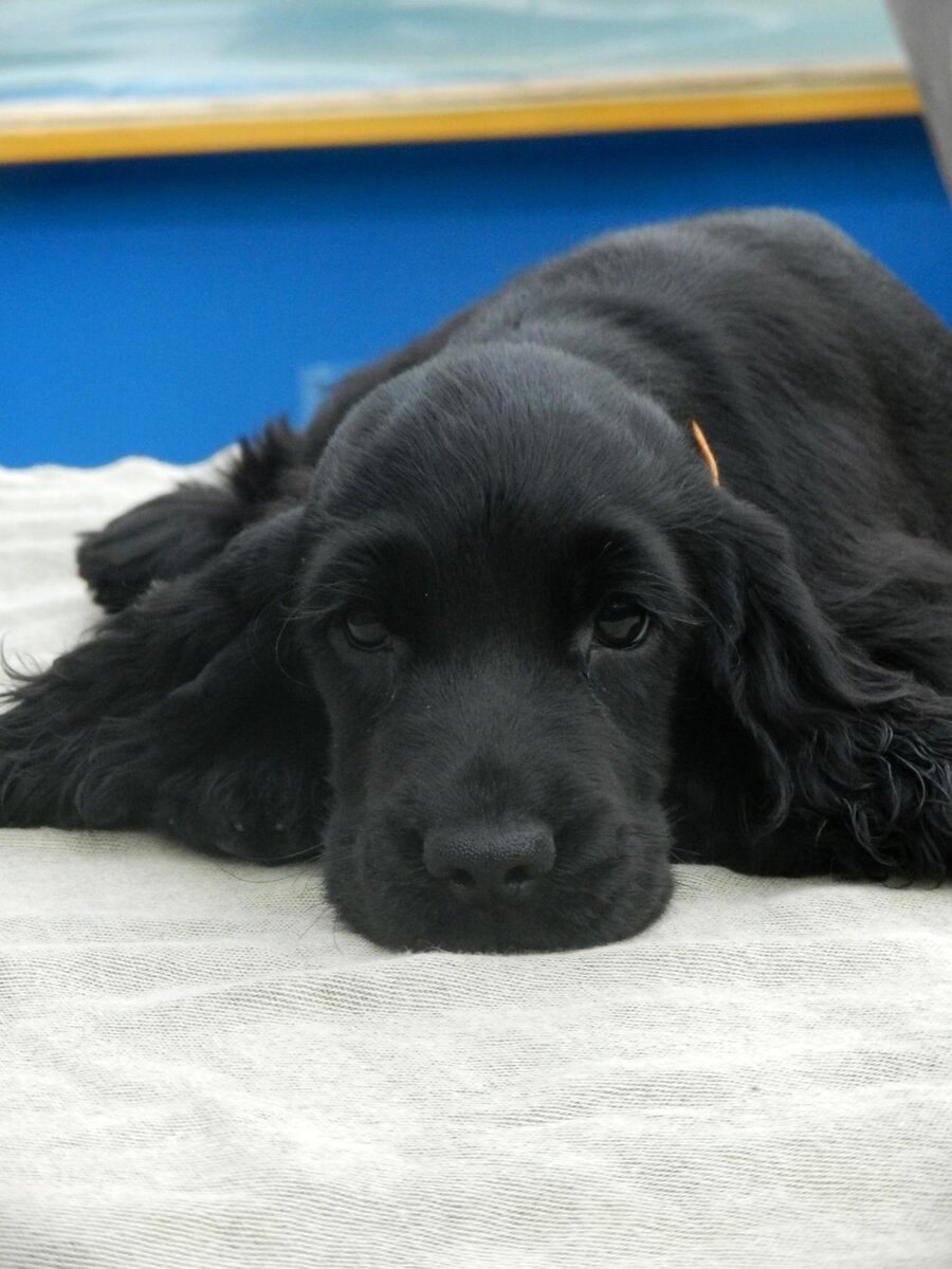 Кокосик (фото из интернета)