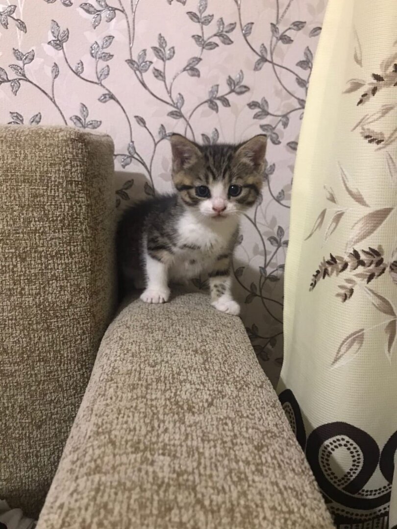 Котенок на усыпление