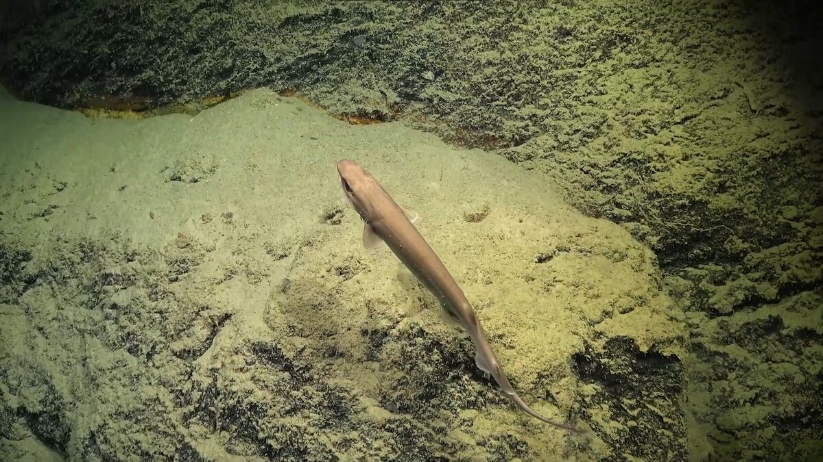 Источник: Институт им. Шмидта