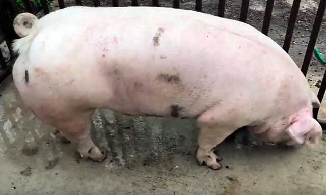  Крупная русская белая свинья является в пределах нашей родины одной из самых популярных пород. Она была получена путем скрещивания английских свинок, завезенных в начале XX века, с отечественными.-2