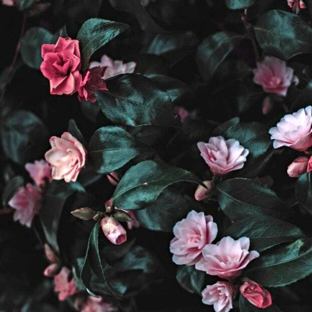 Цветы в вазоне на внешней стороне балкона.