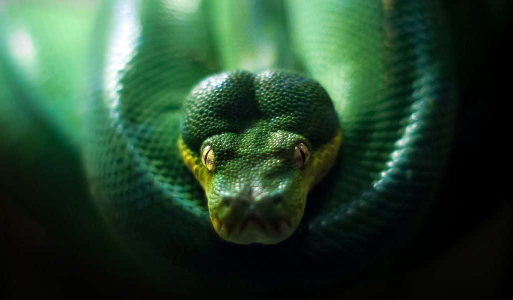 Мир глазами змеи. Morelia viridis.