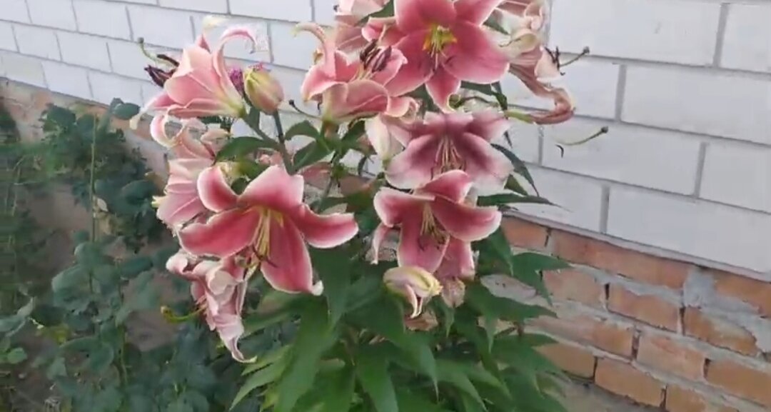 Лилия Кэнди Клаб.