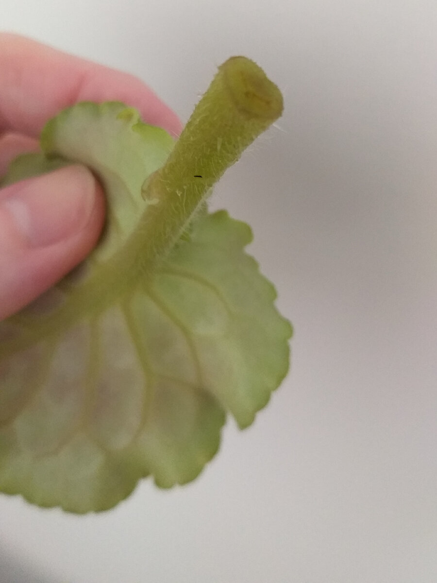 Ну все же хорошо! Где корешки?