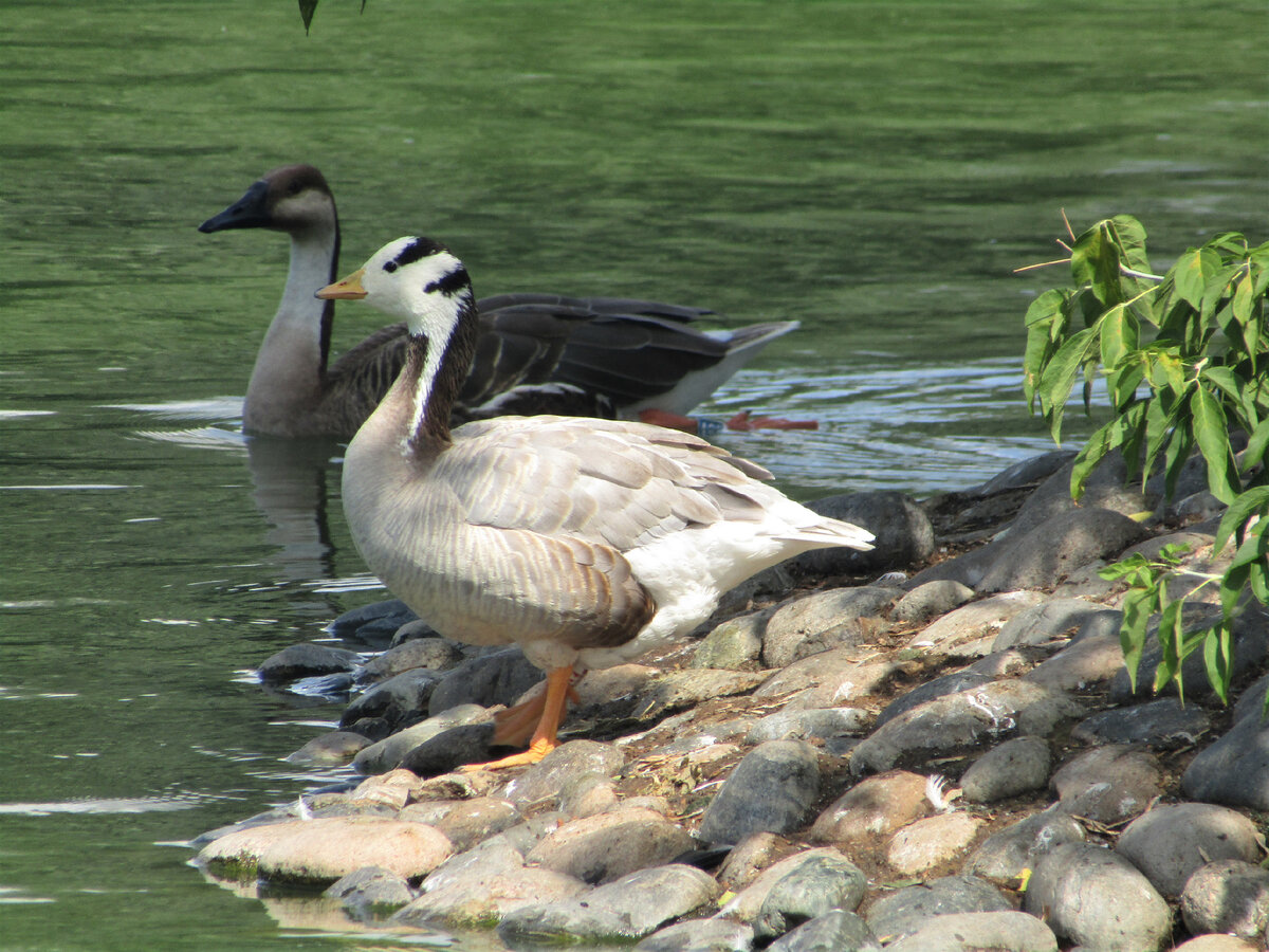 Что за красавец с полосатой головой? Это – горный гусь.