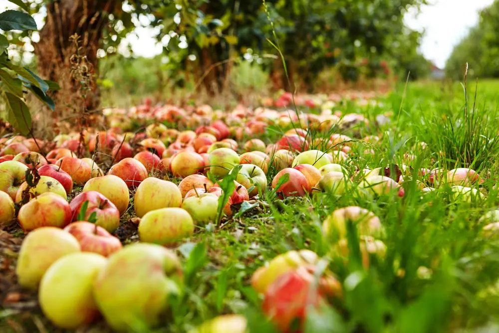Упавшие яблоки на огороде