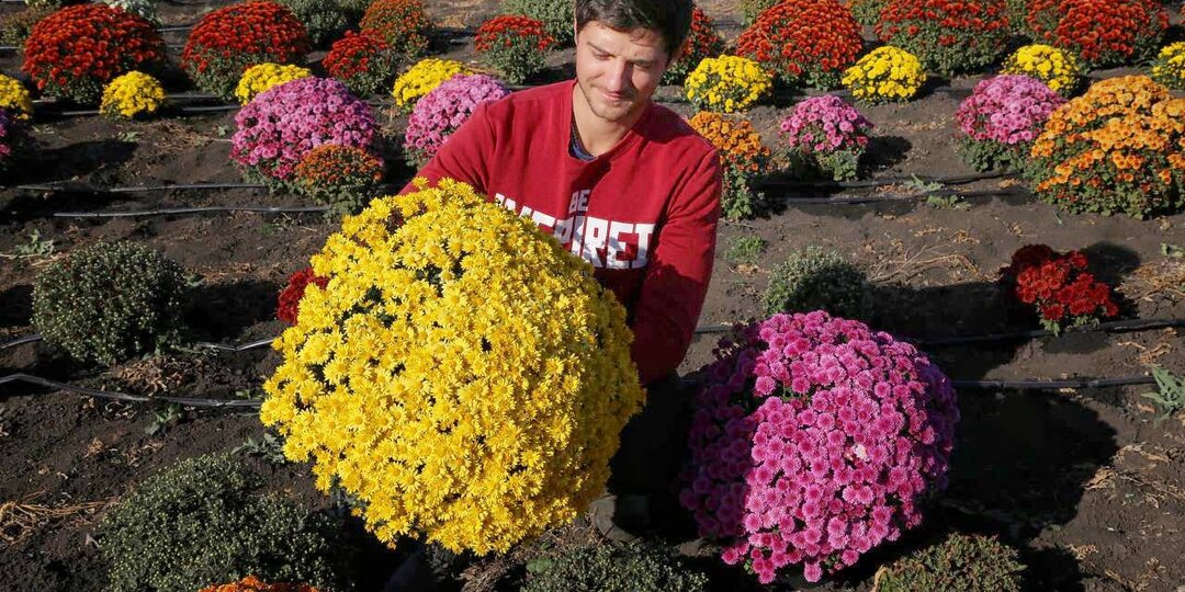 Список растений для сохранения маточников в зимней теплице