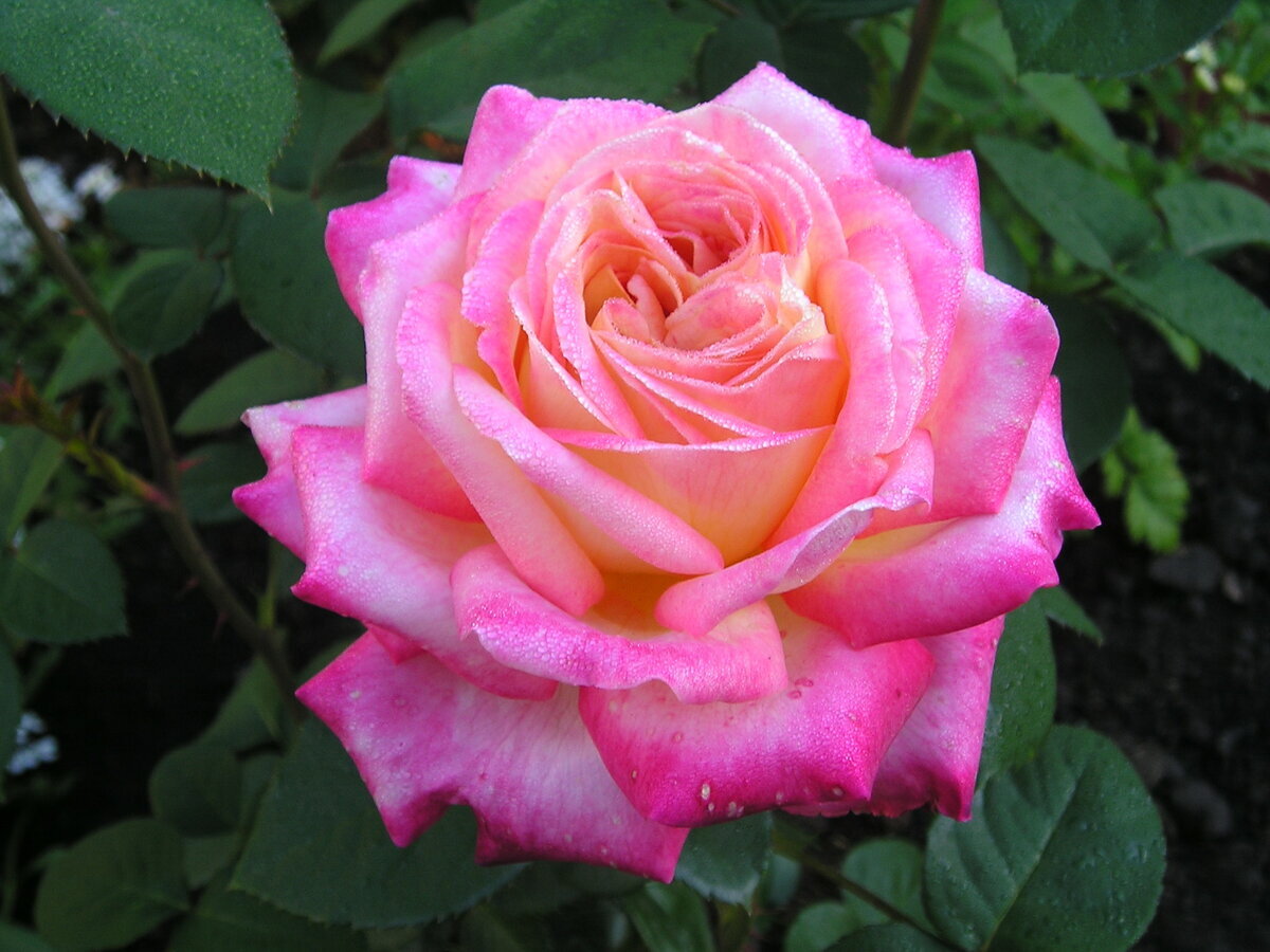 Пульман Ориент Экспресс, чайно-гибридная