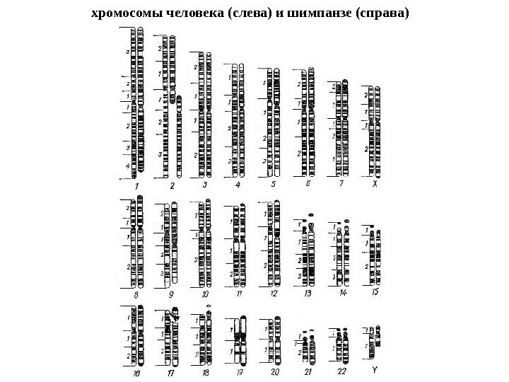 Хромосома № 2 - слева наша, справа - 12 и 13 хромосомы шимпанзе.