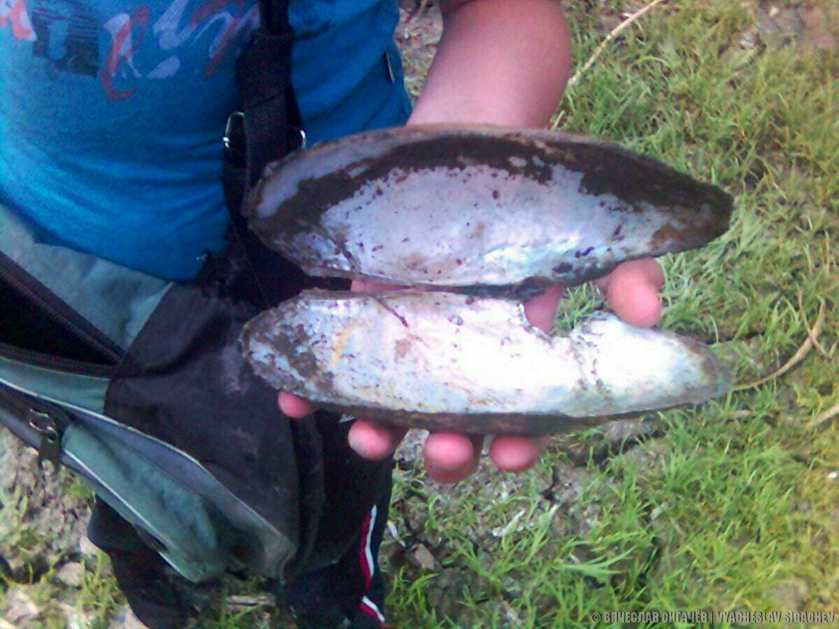 Крупная ракушка моллюска (панцирь)