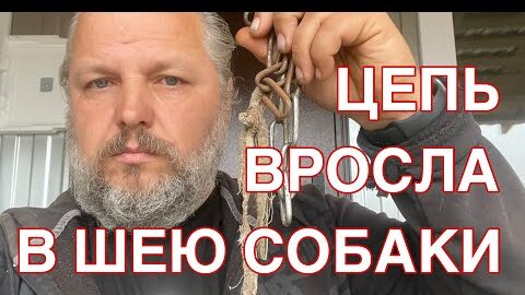 Как снять цепь которая вросла в шею бездомной собачки