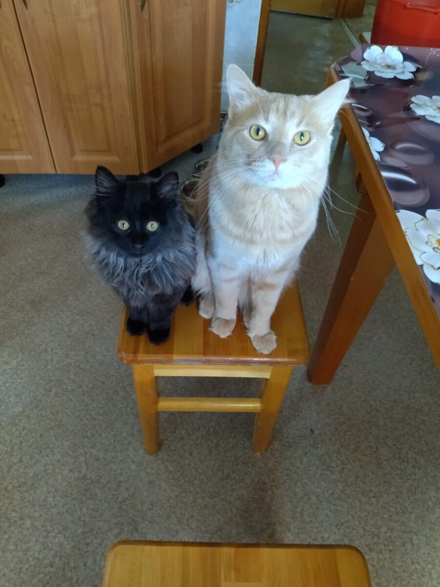 Ну, дайте вкусняшек.