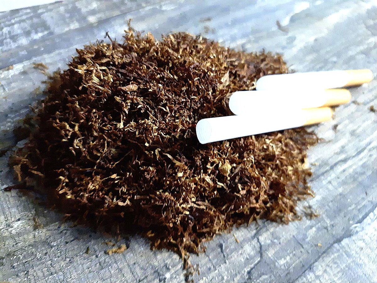 Стивенсон табак трубочный. Махорка из Аргентины. Табак мешочки от переопыления в огороде. Табачный штранг. Мактабак ру заказать