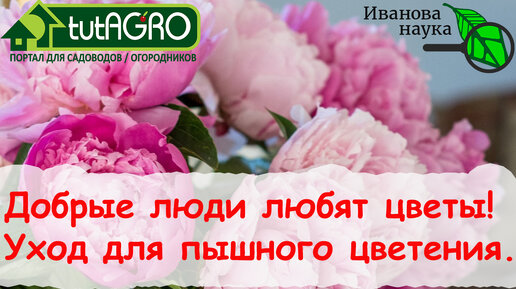 Сделайте ТАК весной и ПИОНЫ будут радовать вас ЧУДЕСНЫМ ЦВЕТЕНИЕМ НЕСКОЛЬКО ДЕСЯТКОВ ЛЕТ!