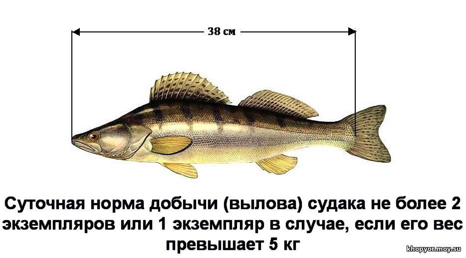 На рисунке изображена щука и окунь длина