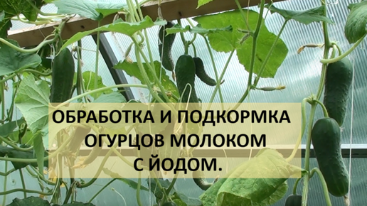 Обработка огурцов молоком с йодом в теплице