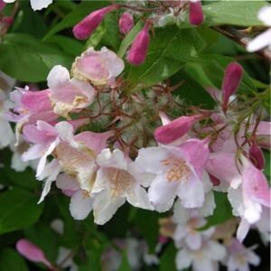 кольквиция прелестная