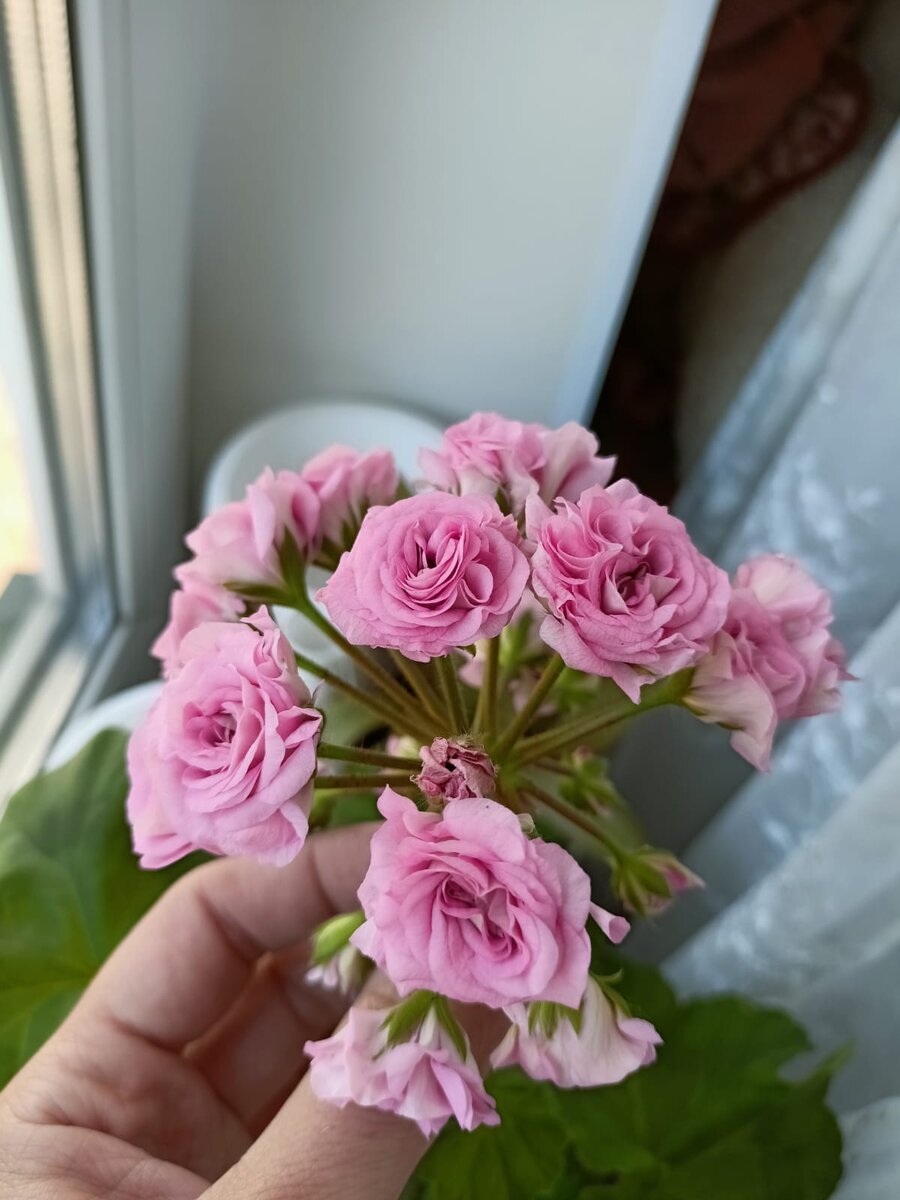 Rose Geranium от Floris