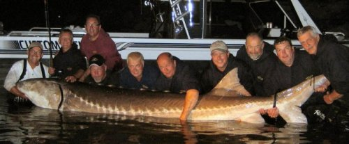 Крупнейшим осётром из когда-либо пойманных стала рыба весом 212,28 кг, ставшая добычей рыбаков в Калифорнии в 1983-ем году. 