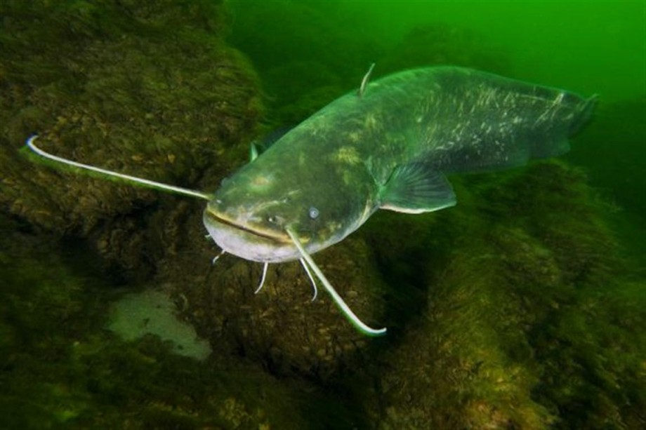 Сом – рыба, необычная во всех отношениях. Он совсем не похож на обитателей пресноводных водоемов – нет у него ни чешуи, ни нормального хвоста. Зато есть длинные мясистые усы – целых две пары. Но главное, чем уникален сом – это его вес. Зафиксирован вылов экземпляров весом 300 кг. 