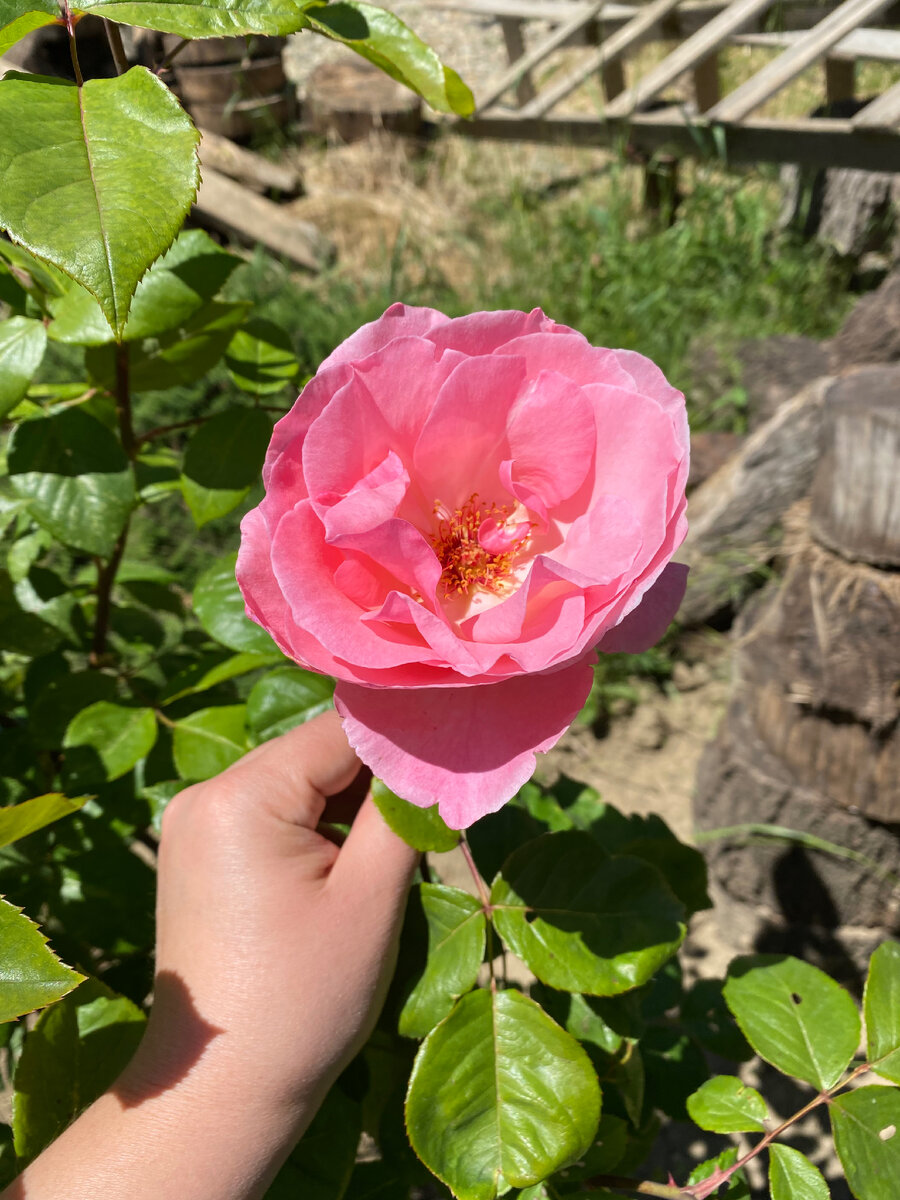 Почему-то обожаю делать фотки когда держу что-то в руке, у меня скопилась целая коллекция) Классно что есть куда их теперь выкладывать☺️