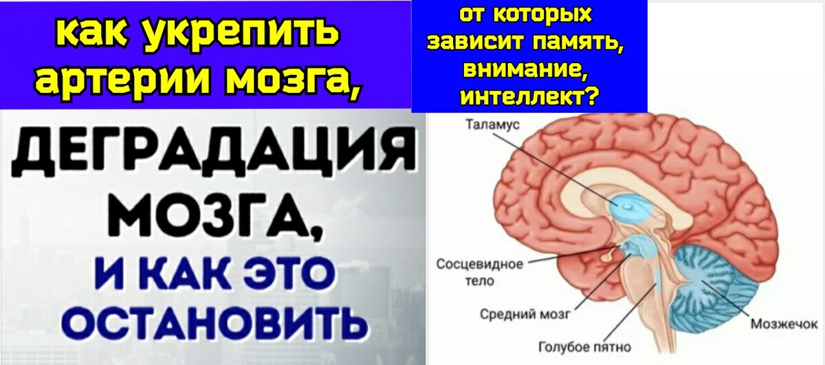83 brain
