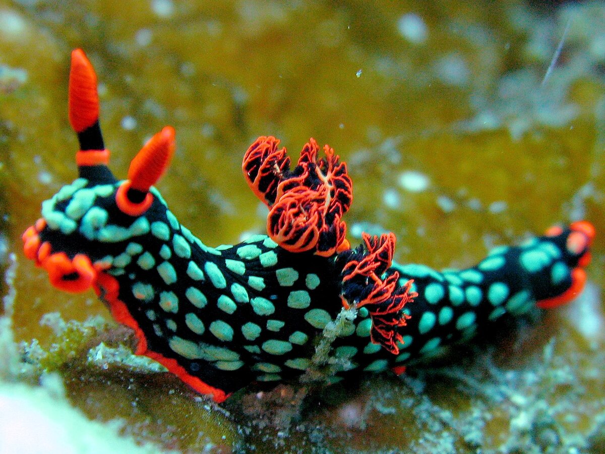 Nembrotha Kubaryana. Фото с сайта https://en.wikipedia.org/