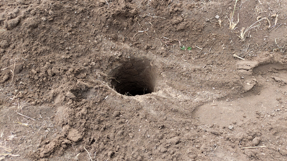 Такая скромная яма. Не метр на метр, но виноград растет в ней отлично!