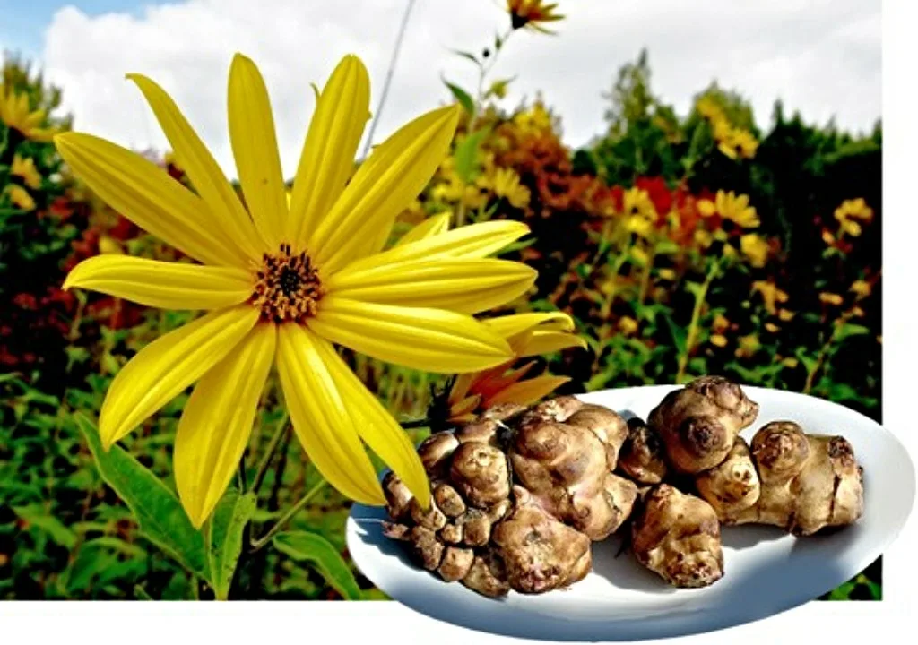 Топинамбур Helianthus tuberosus