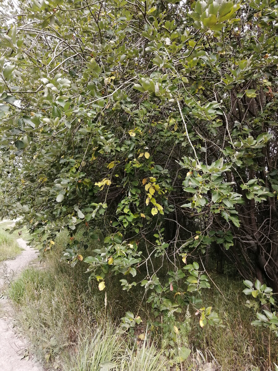 ...потихоньку желтеет листва 🍂🍁