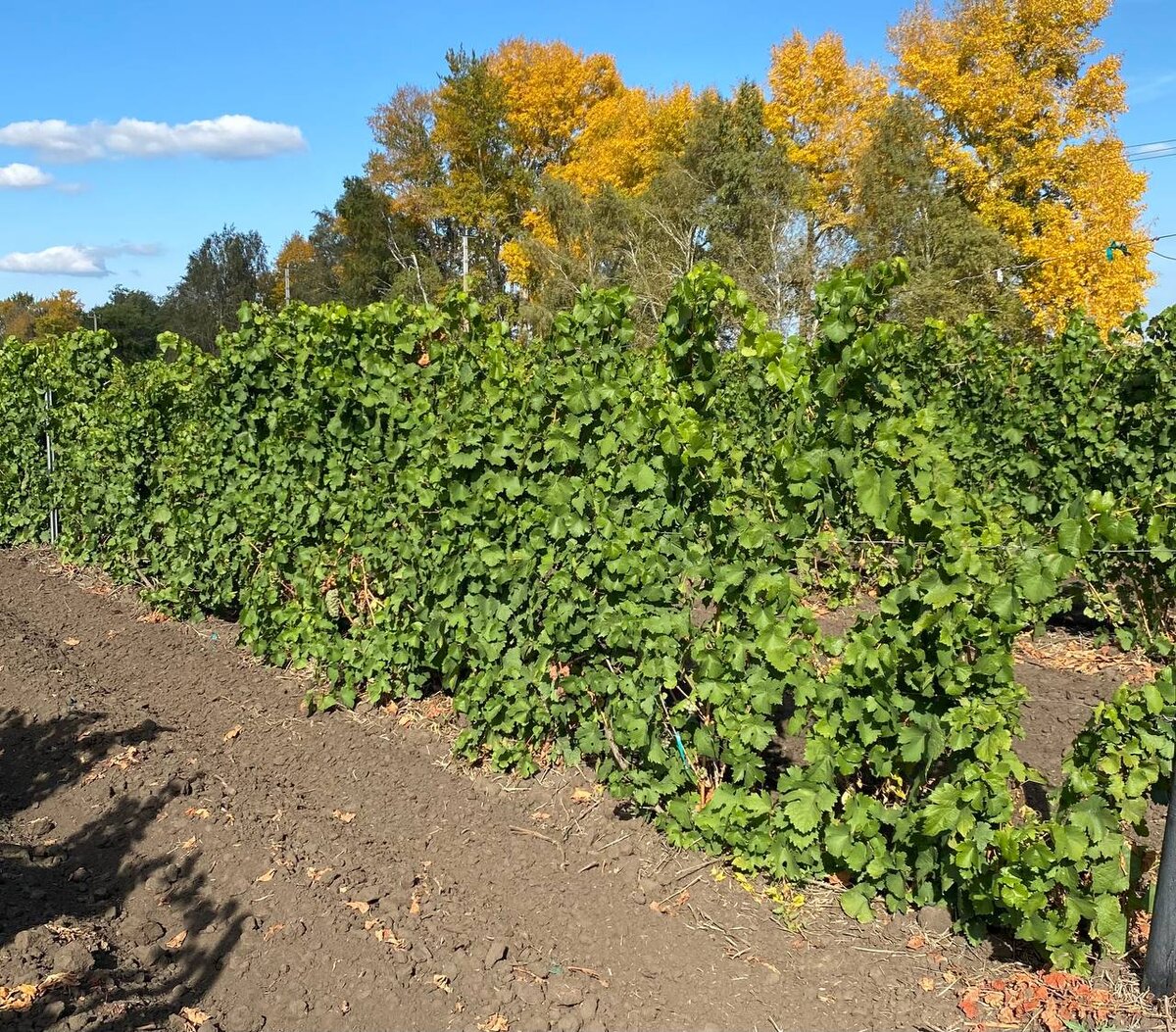 Виноградники КФХ Денисов 