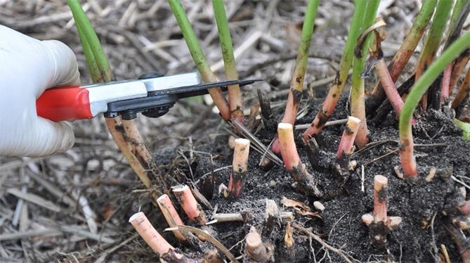 Обрезка и уход за растениями в осенний период от Студии ART Story